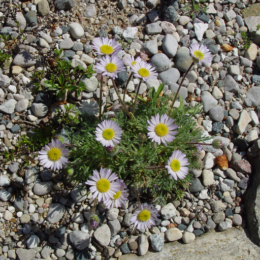 Erigeron perigrinus